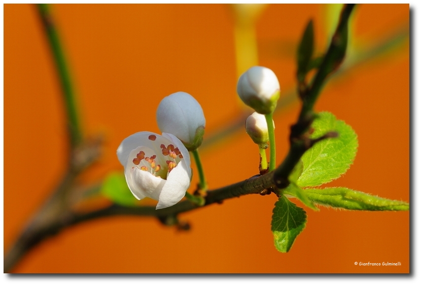 Cerisier