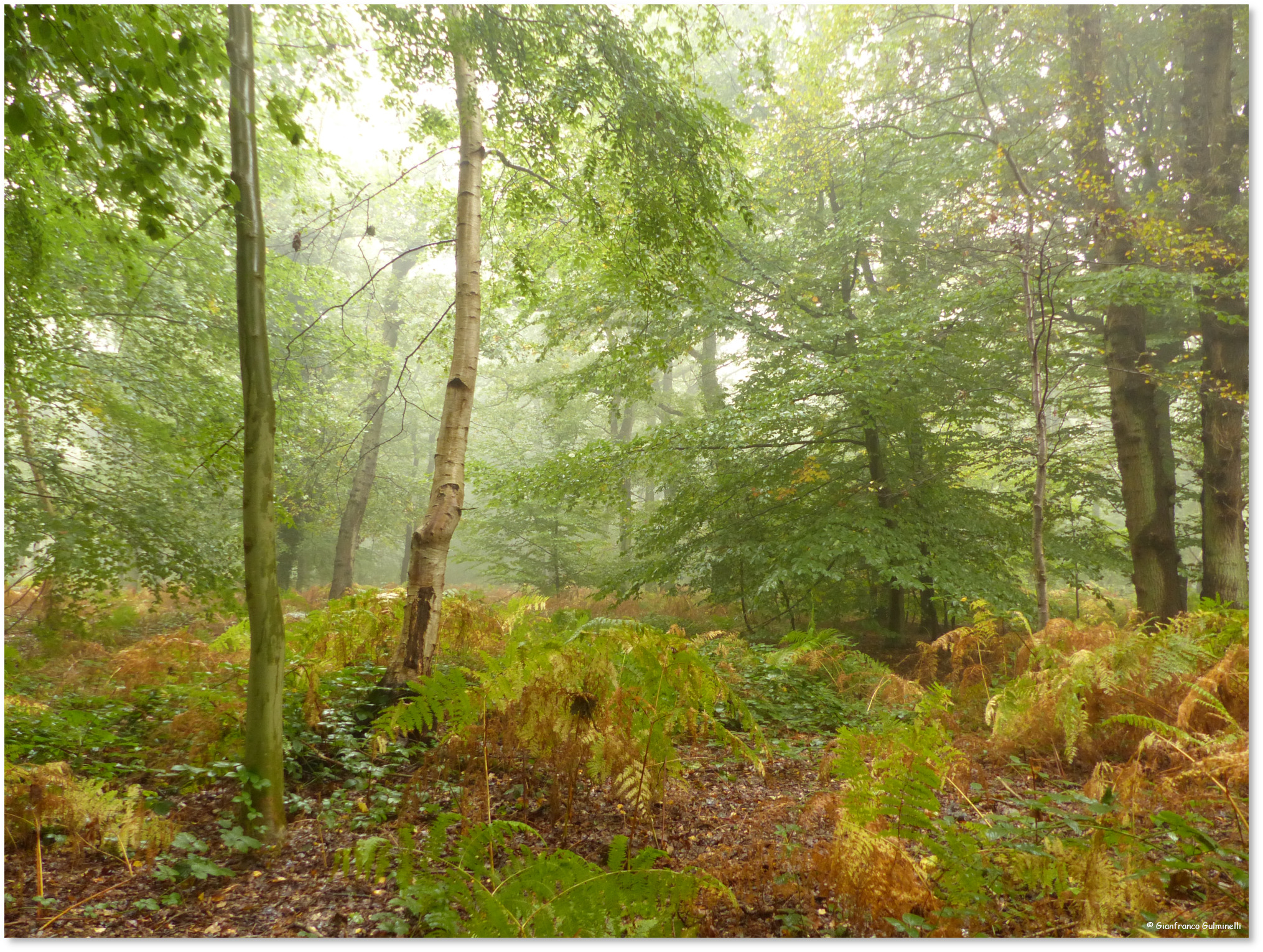 Forêt