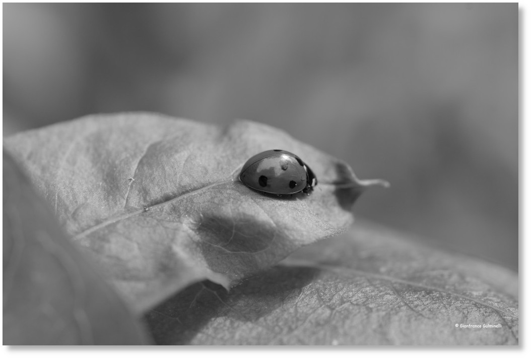 Coccinelle
