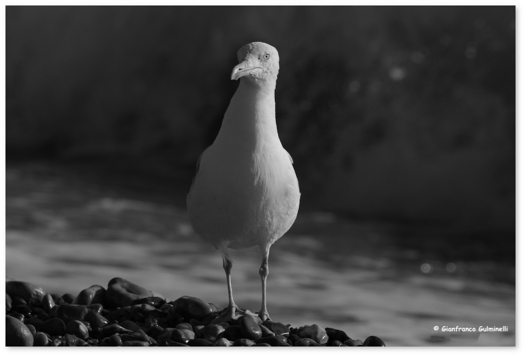 Mouette