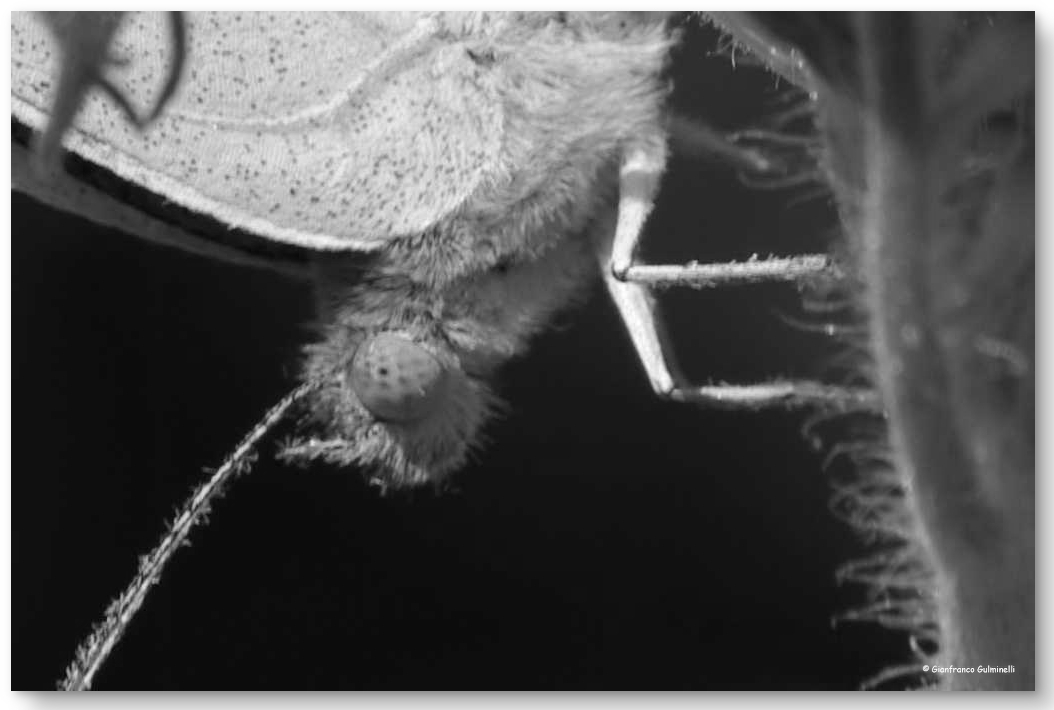 Papillon