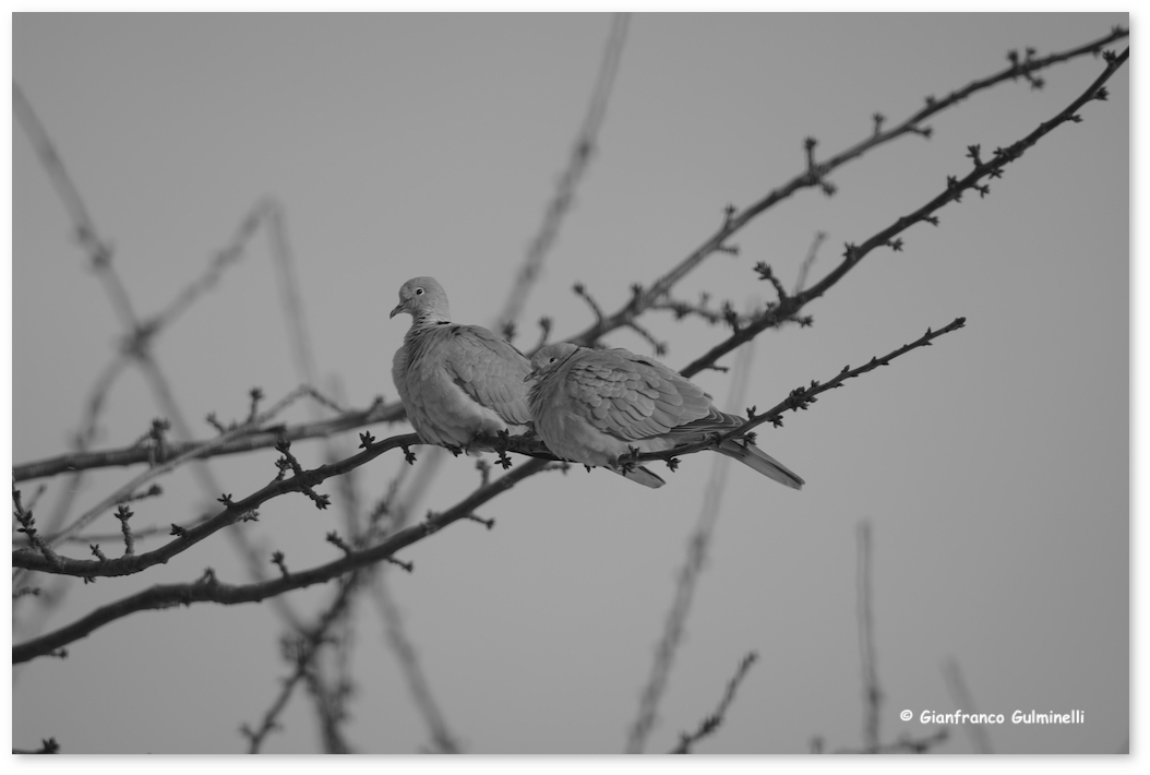 Tourterelles