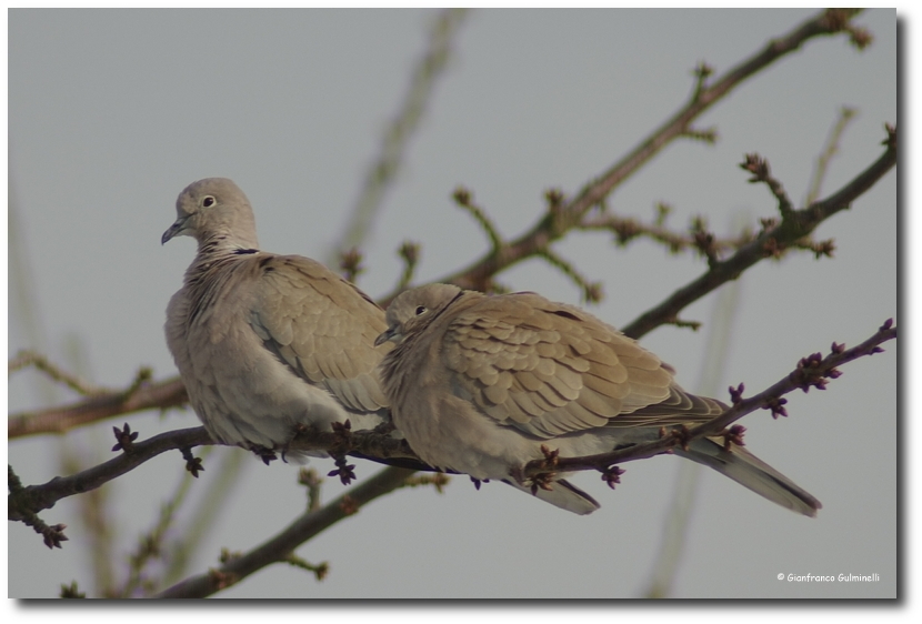 Tourterelles