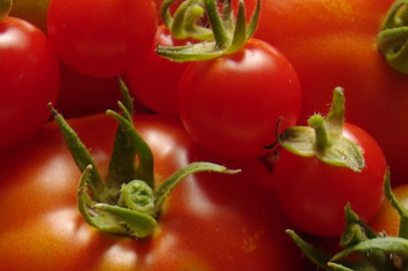 Tomates