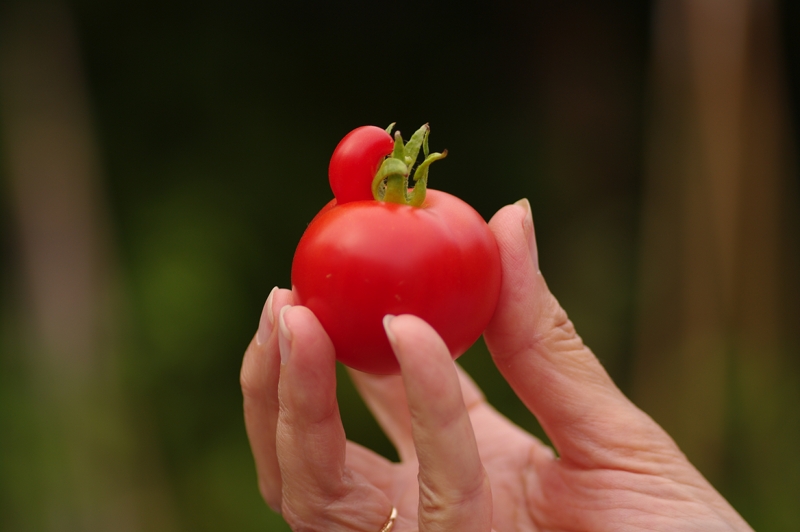 Tomates