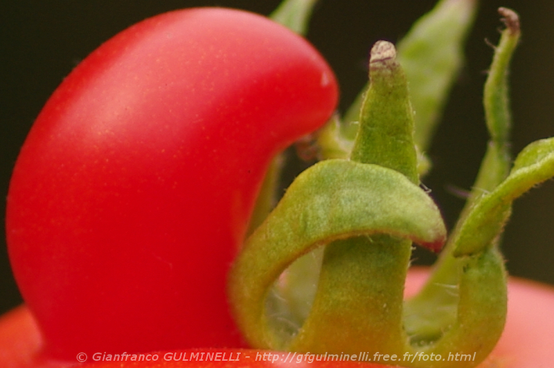 Tomates