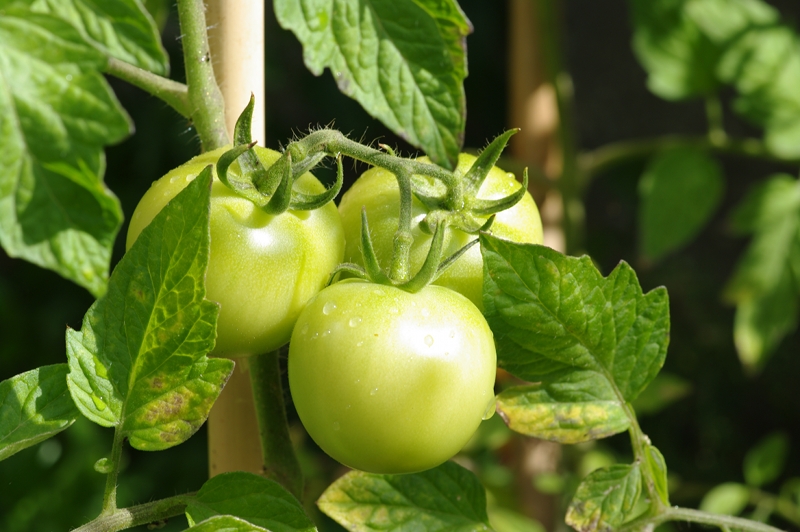 Tomates