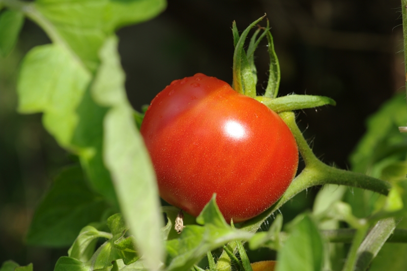 Tomates