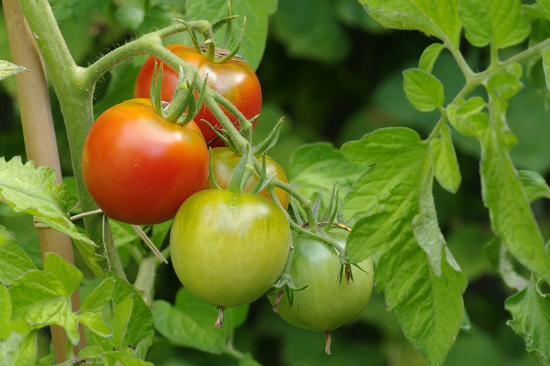 Tomates