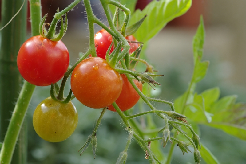 Tomates