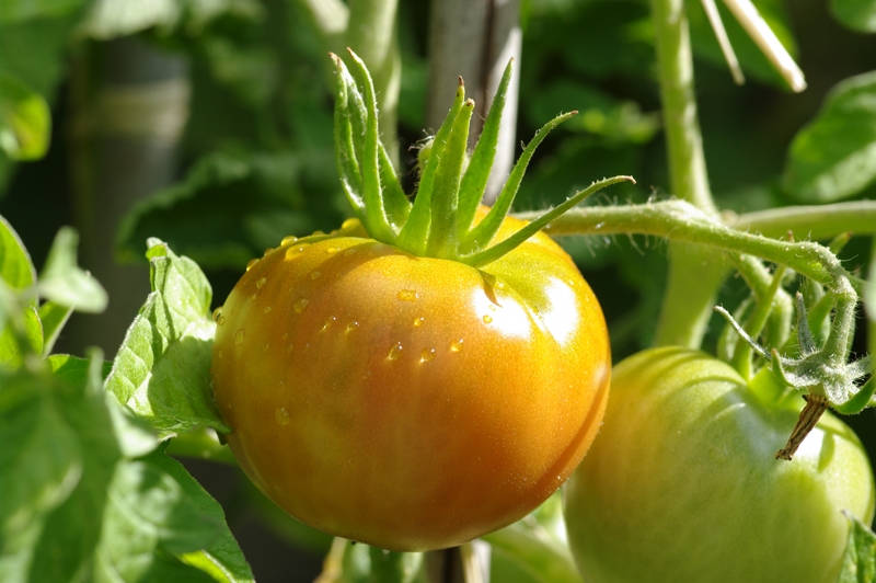 Tomates