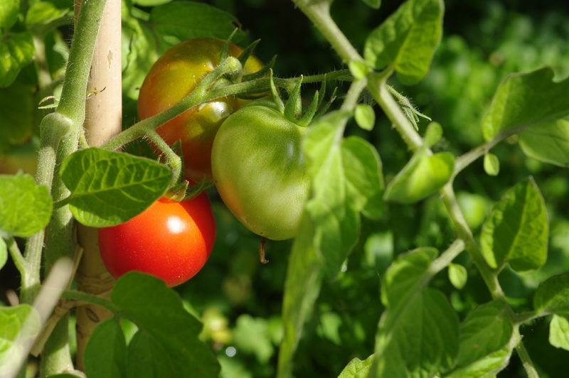 Tomates