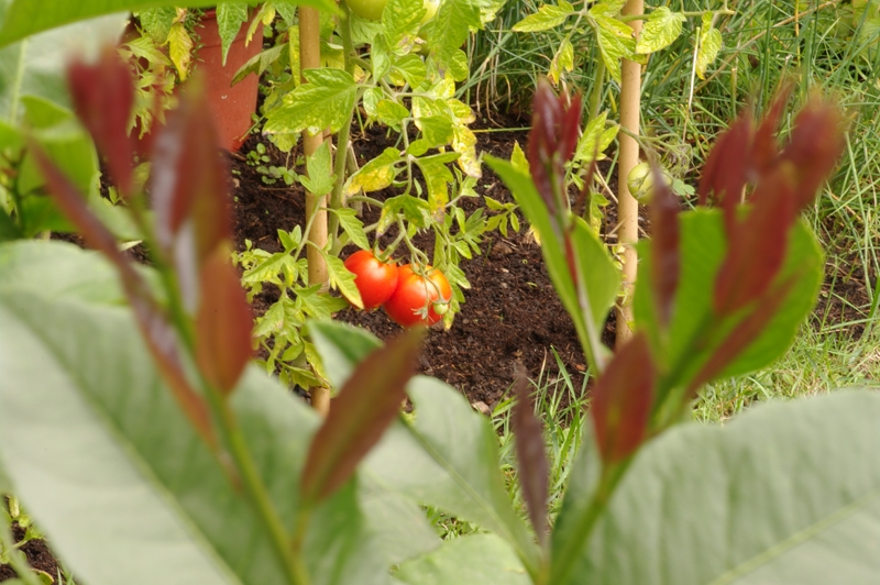 Tomates