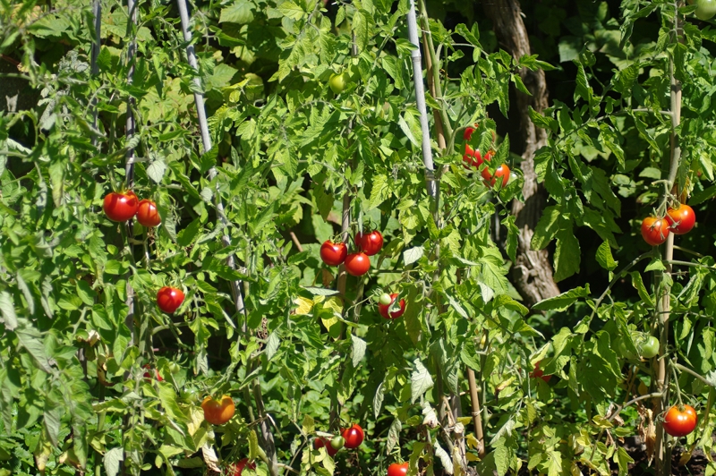 Tomates