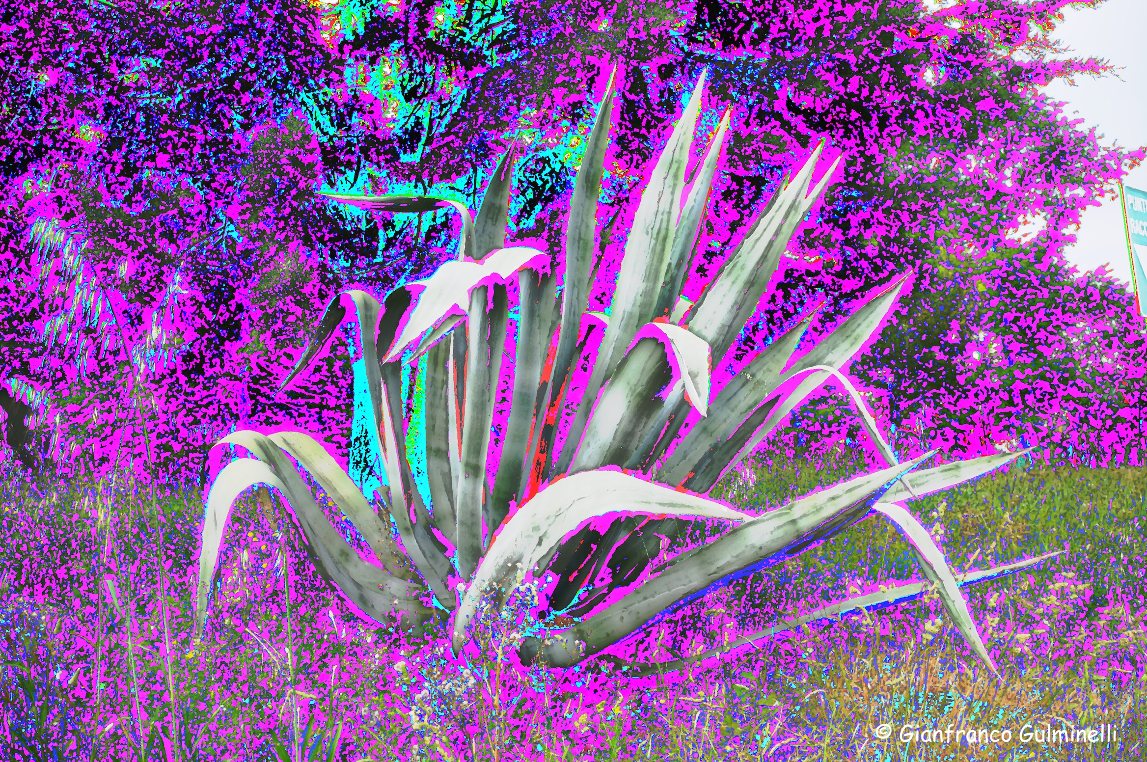 Aloe Vera