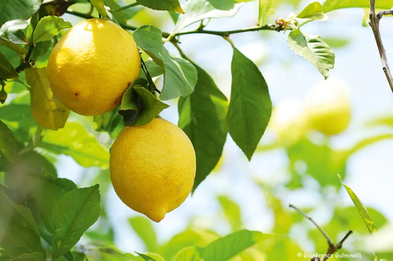 Citron