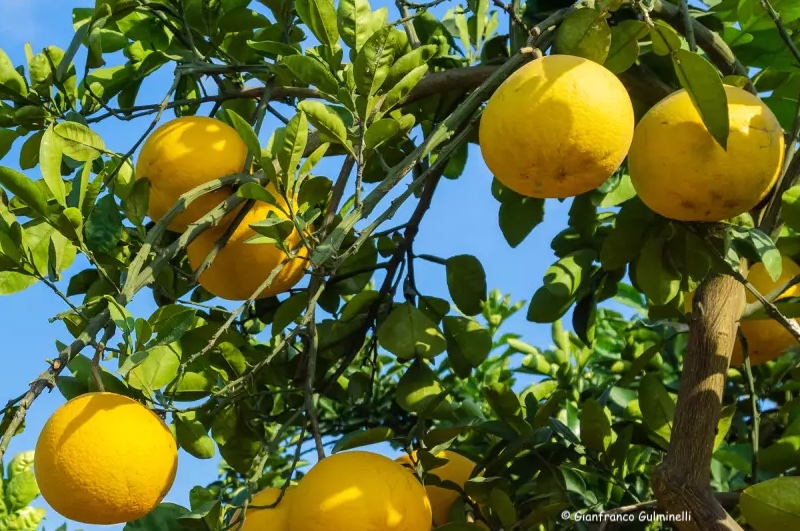 Pompelmo