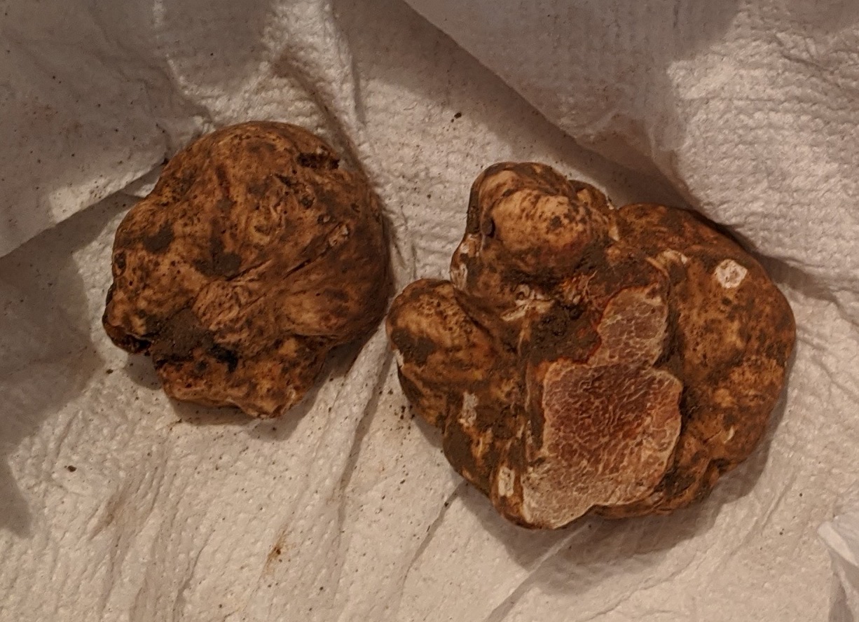 Tartufo