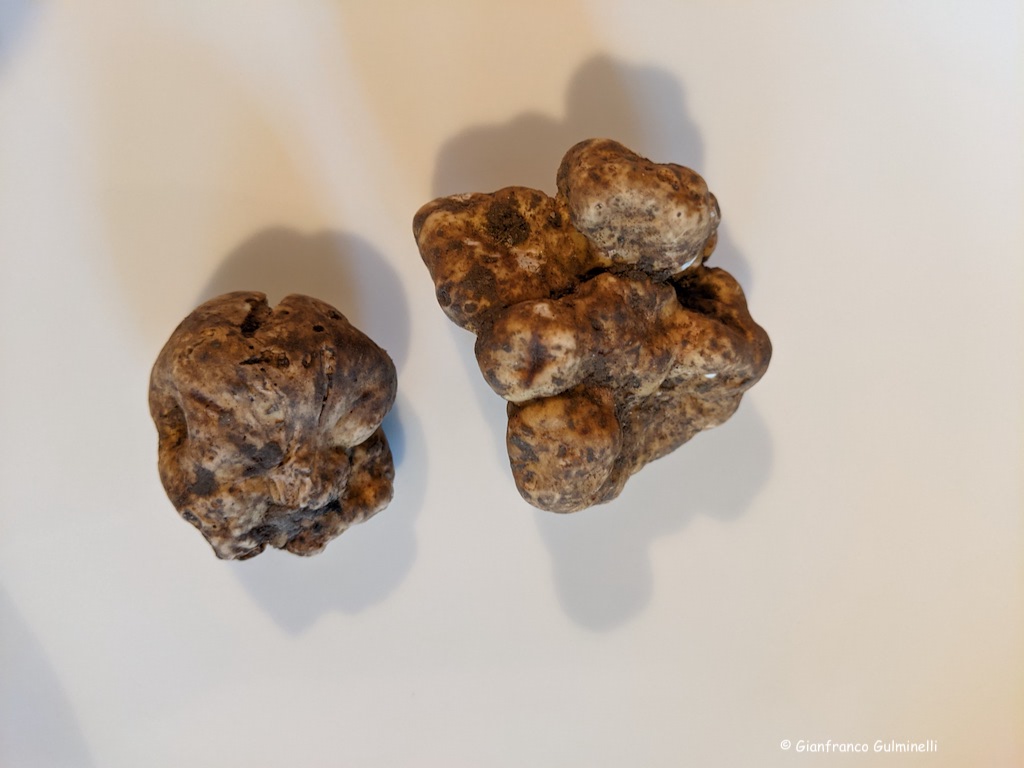 Tartufo