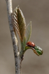 Coccinelle