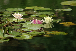 Monet